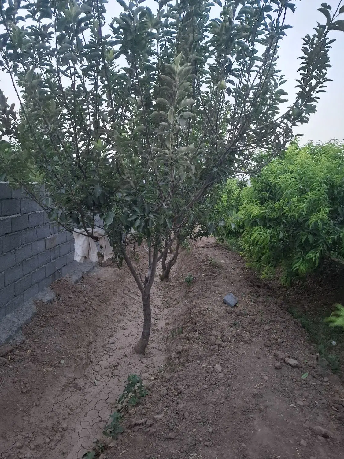 باغچه دنج ۲۸۵ متر