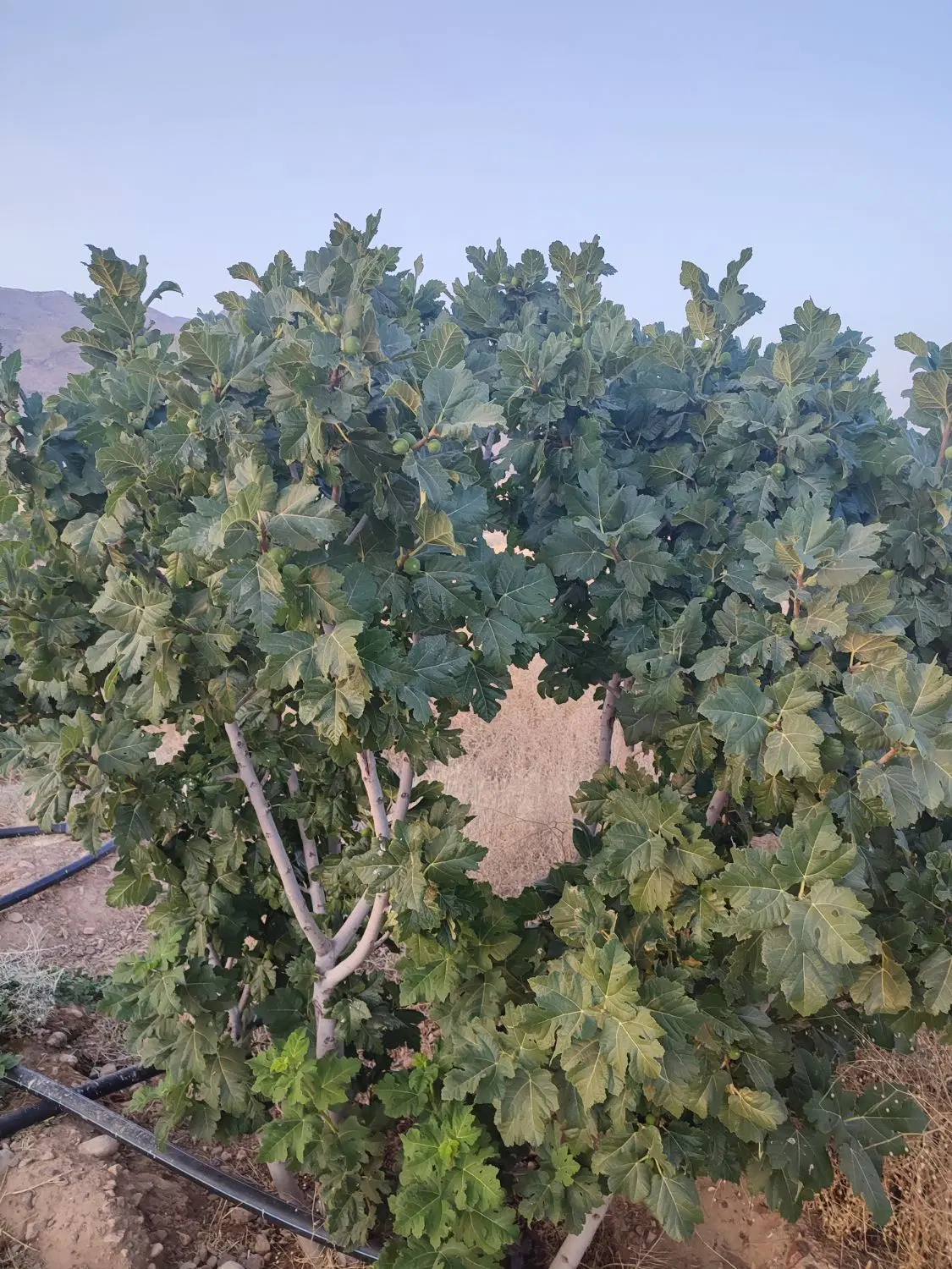 یک هکتار باغ انجیری کنار اتوبان اصلی با سند تک برگ