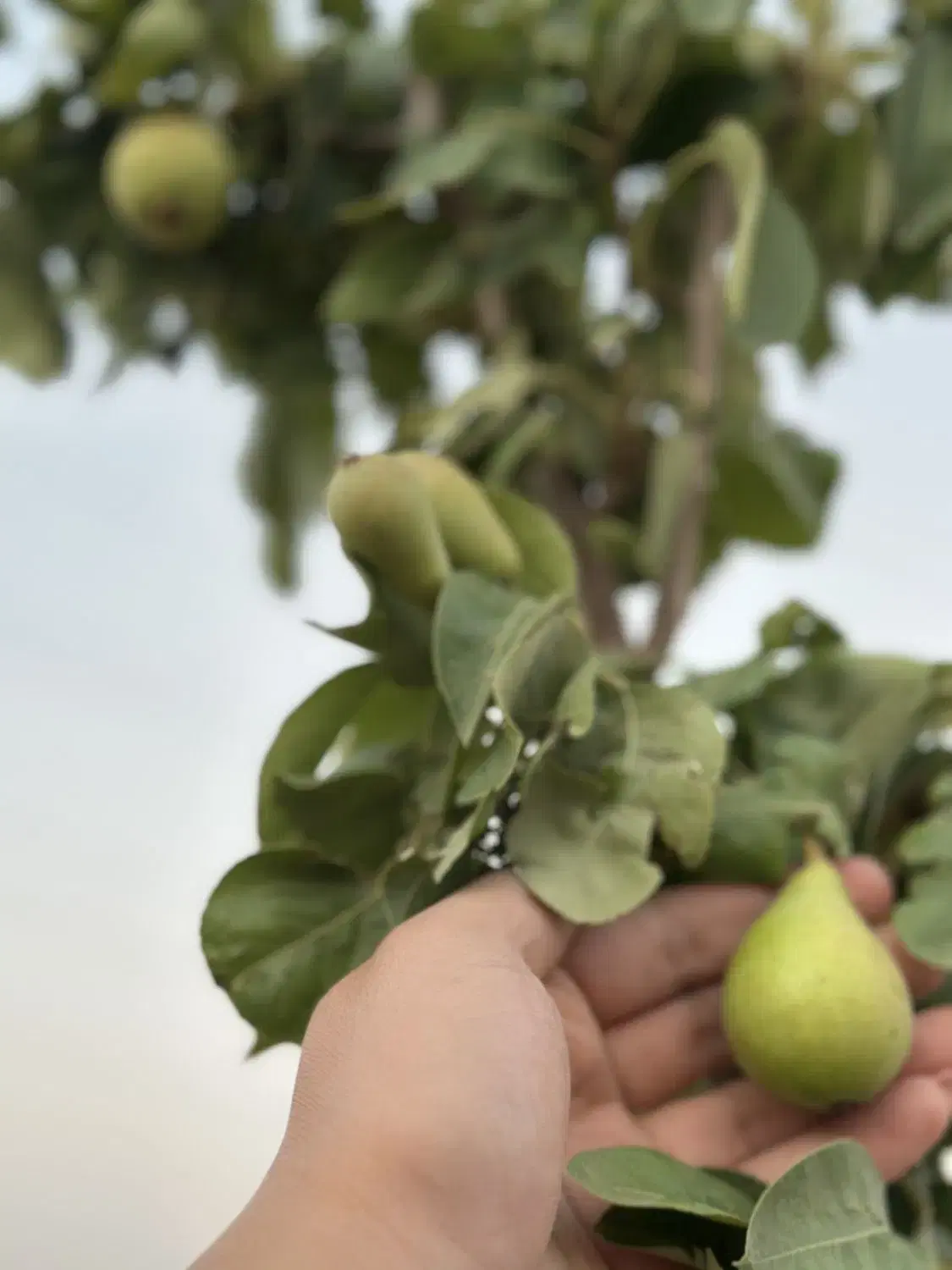 زمین باغی