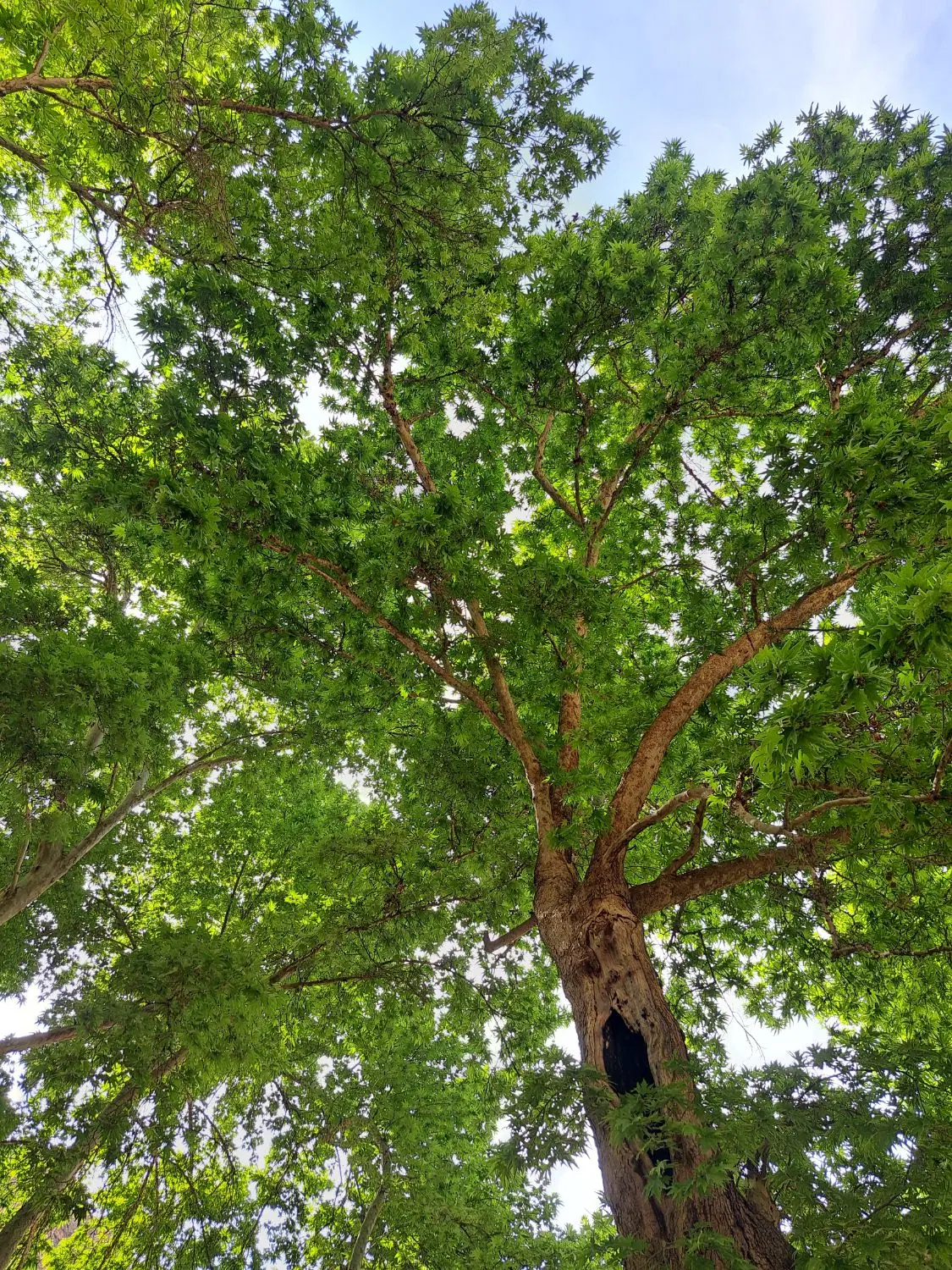 باغ
