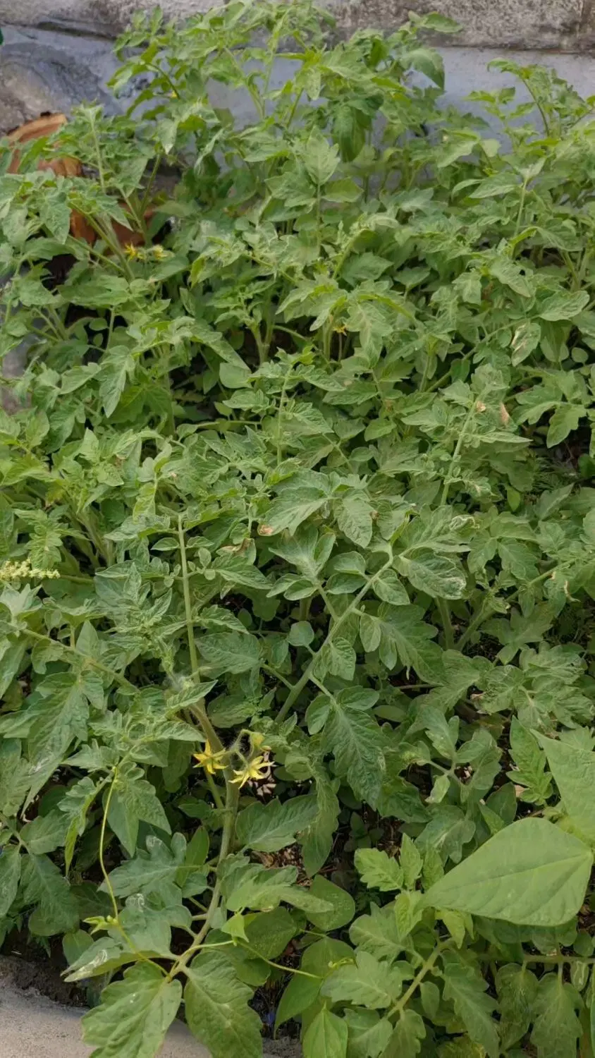 مغازه‌
