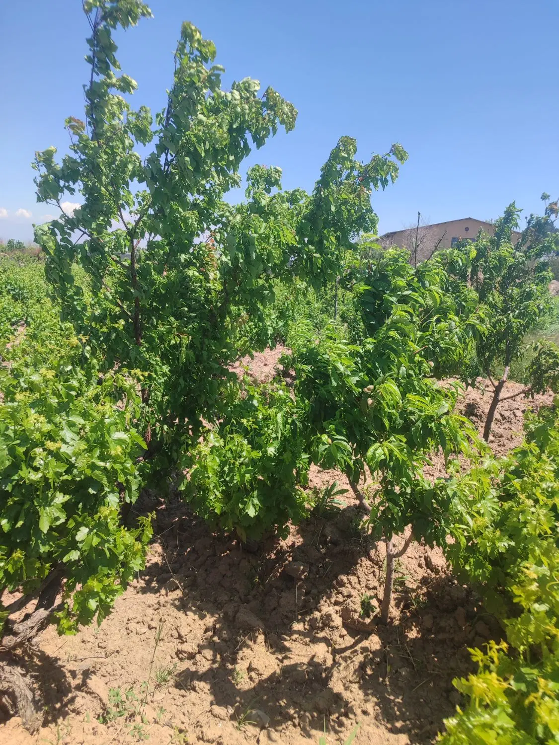 باغ چهار دیواری سند دار عرصه اعیان