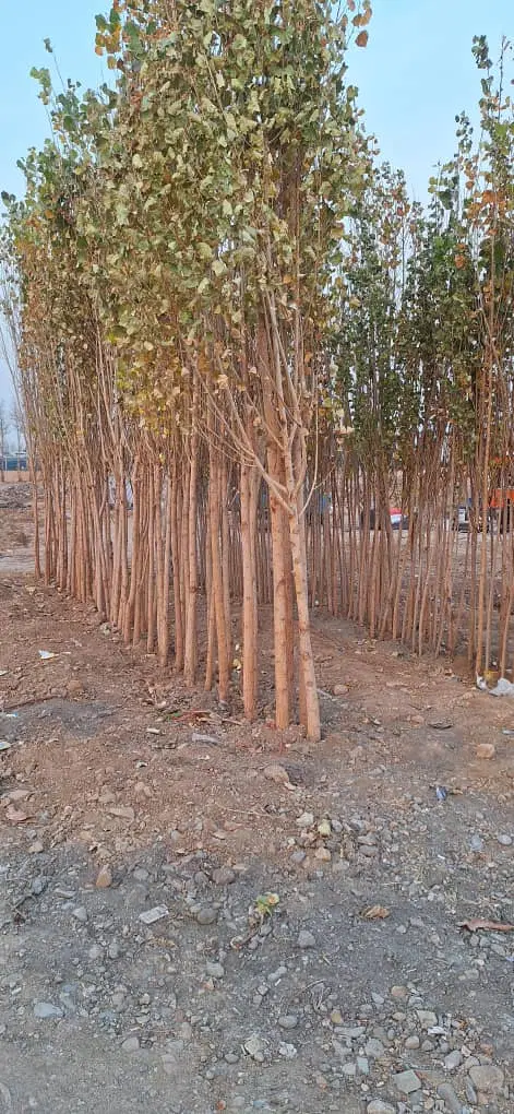 زمین باغی روستای توریستی خاکو