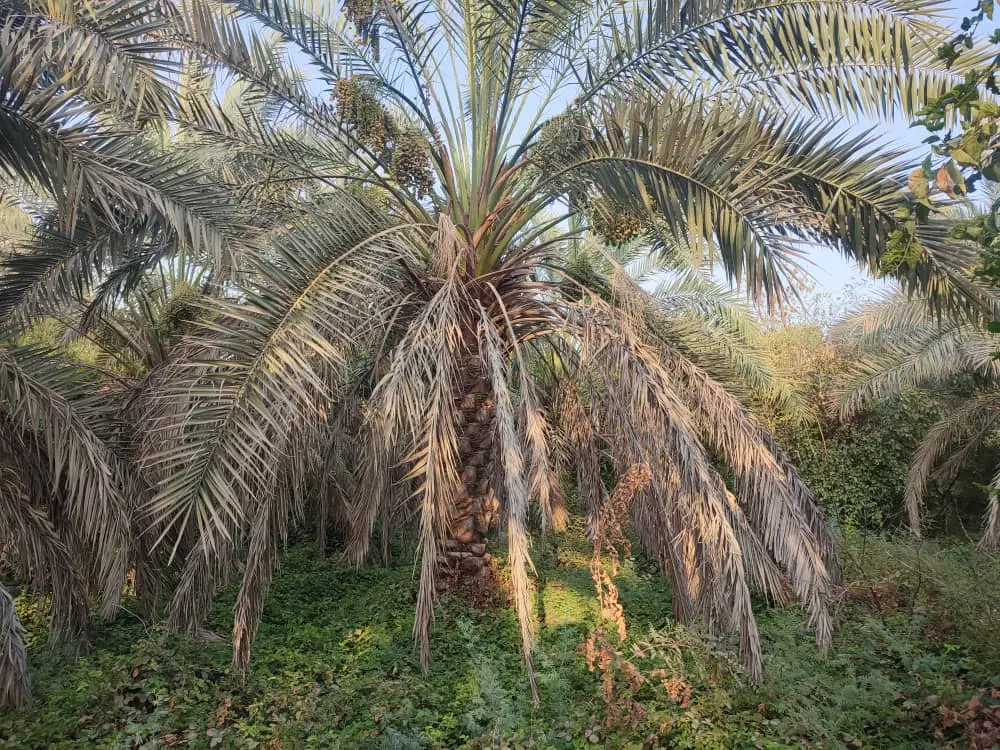 فروش زمین باغی