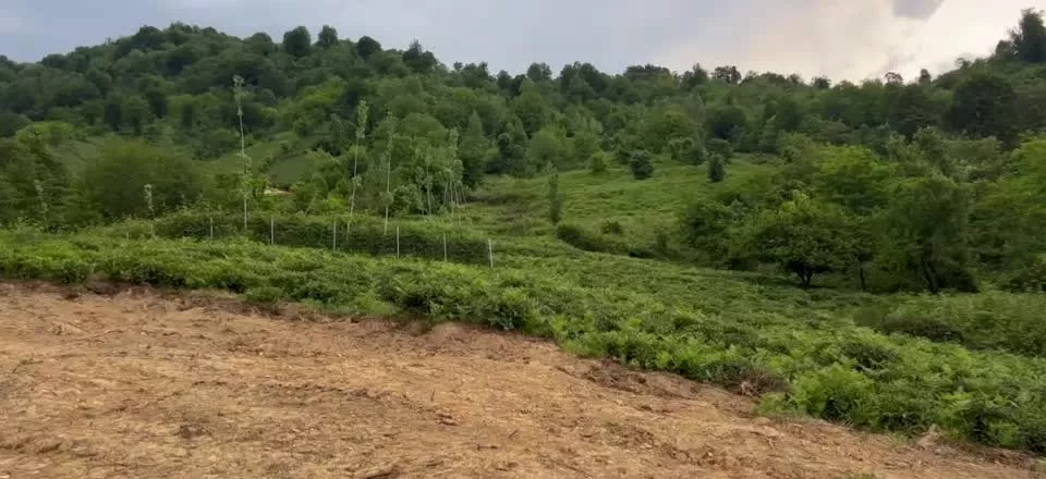 ۸۰۰مترزمین مسکونی مجوز ساخت رواتفاع جنگلی
