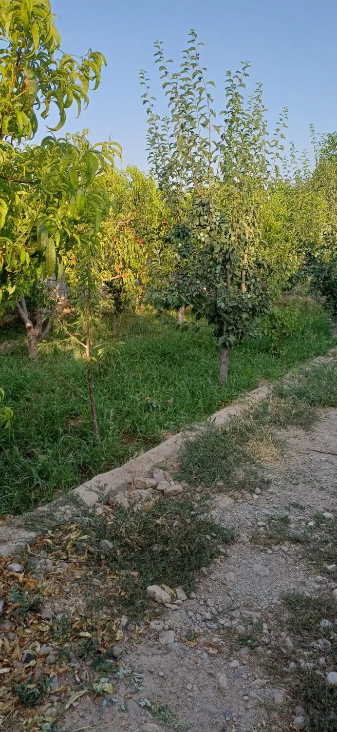 باغچه قاسم اباد بزرگ(هشتگرد)