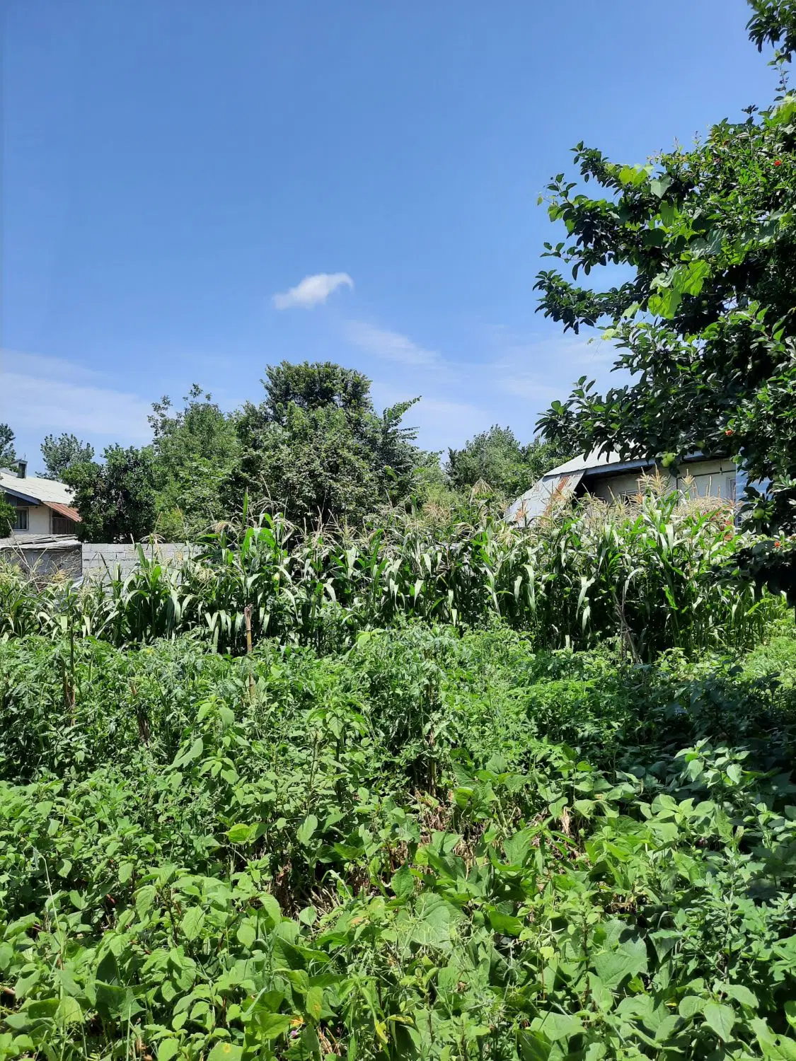 فروش زمین در کوچصفهان روستای خشت مسجد