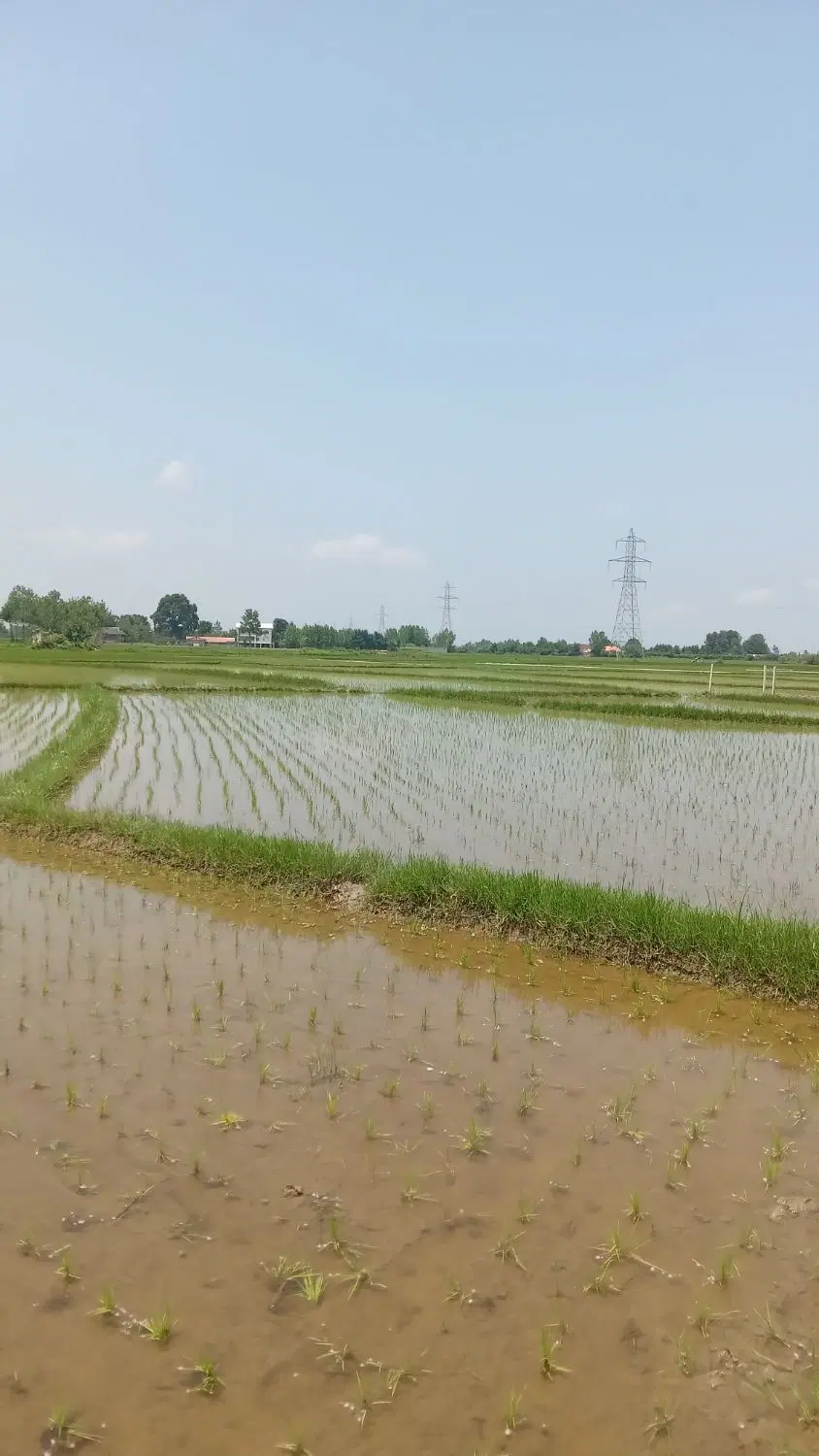 شالیزار سنتی دارای را ه اختصاصی