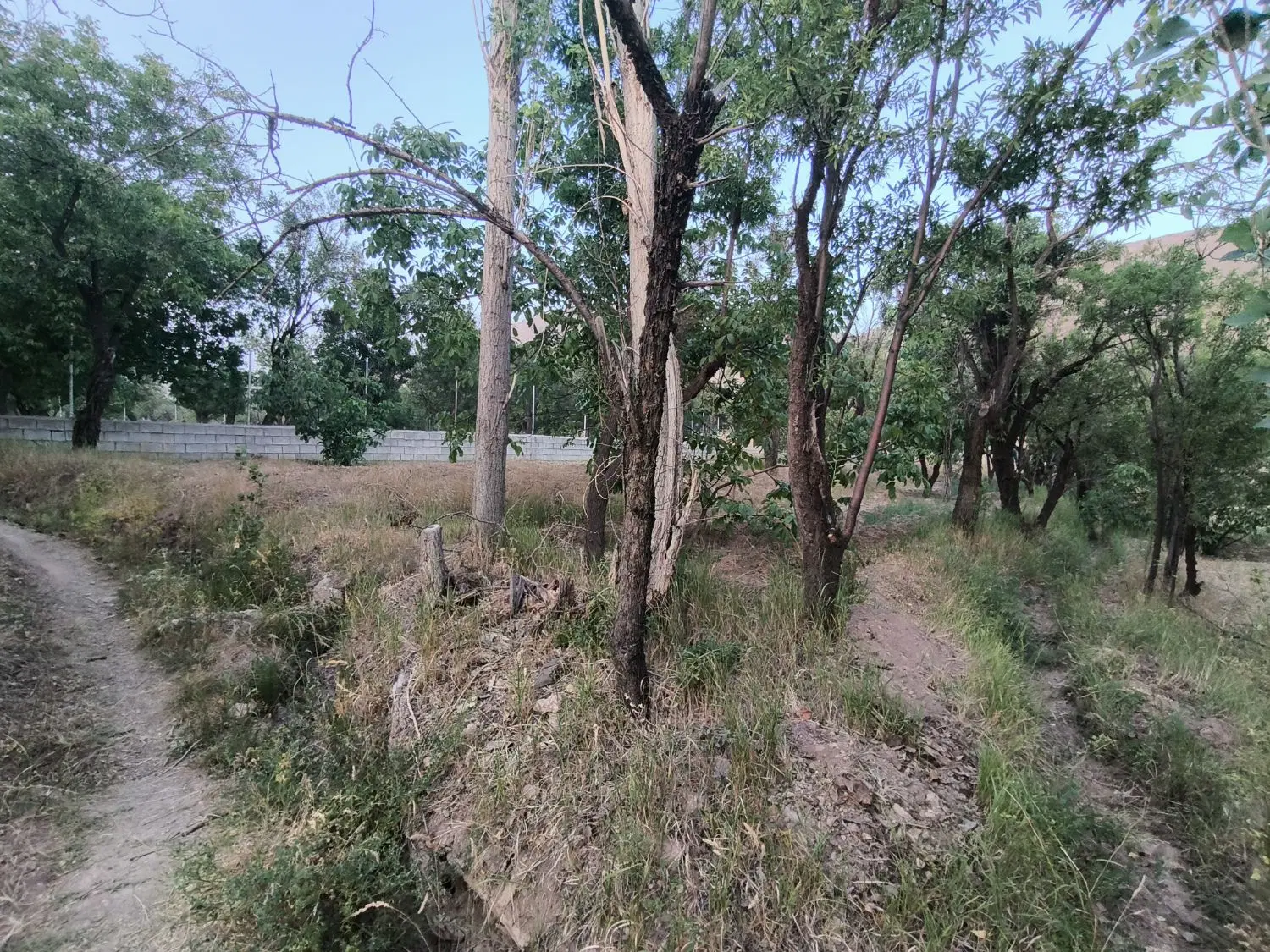 زمین کشاورزی