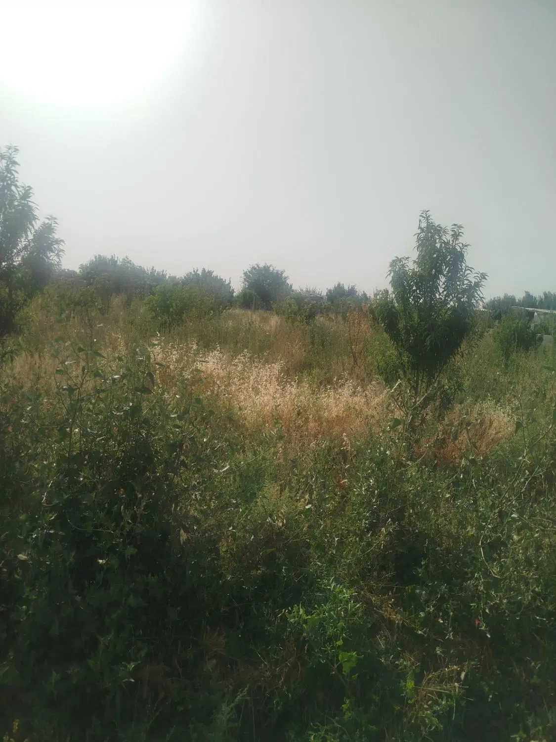 باغچه ۷۰۰ متری درختان ۷ ساله