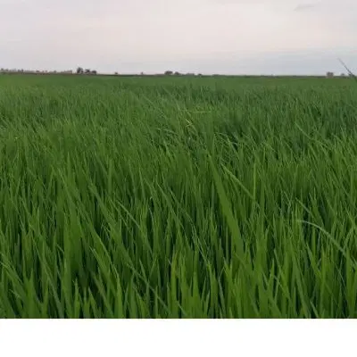 فروش ۹هکتار زمین کشاورزی با امکانات کامل