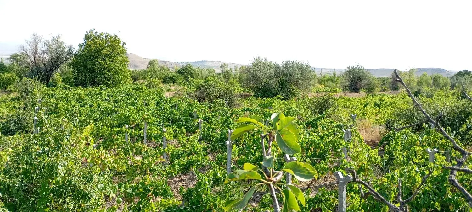 باغ انگور داربستی