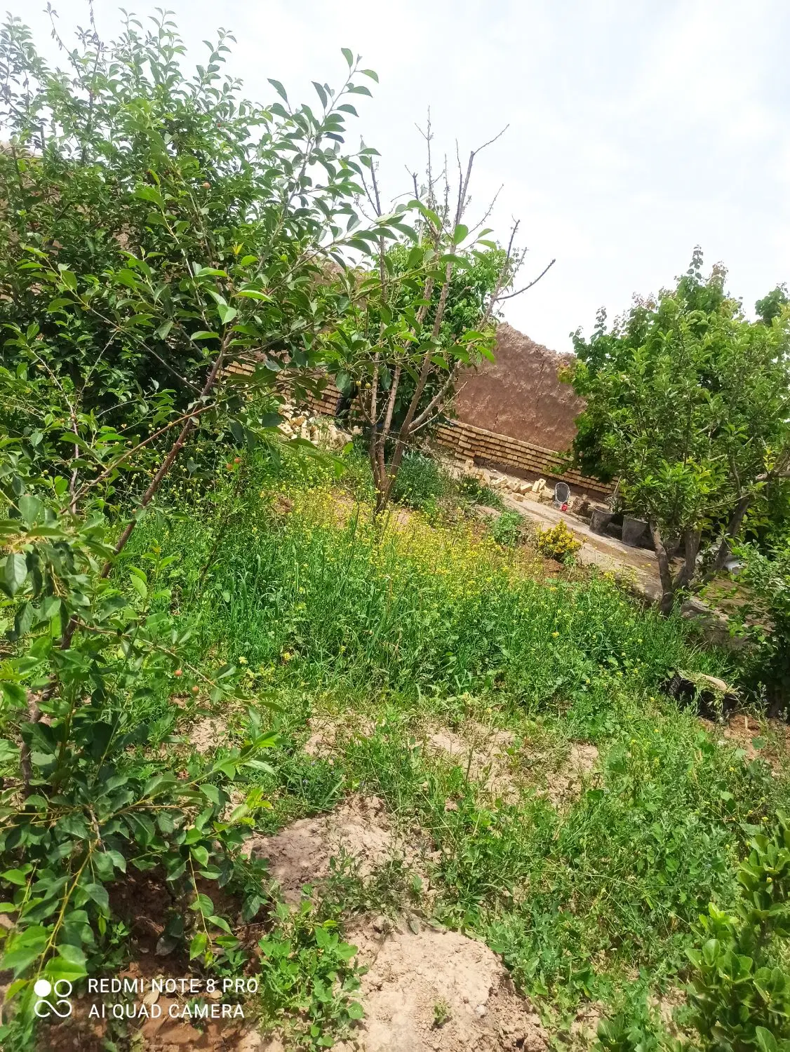باغ سرسبز رادکان