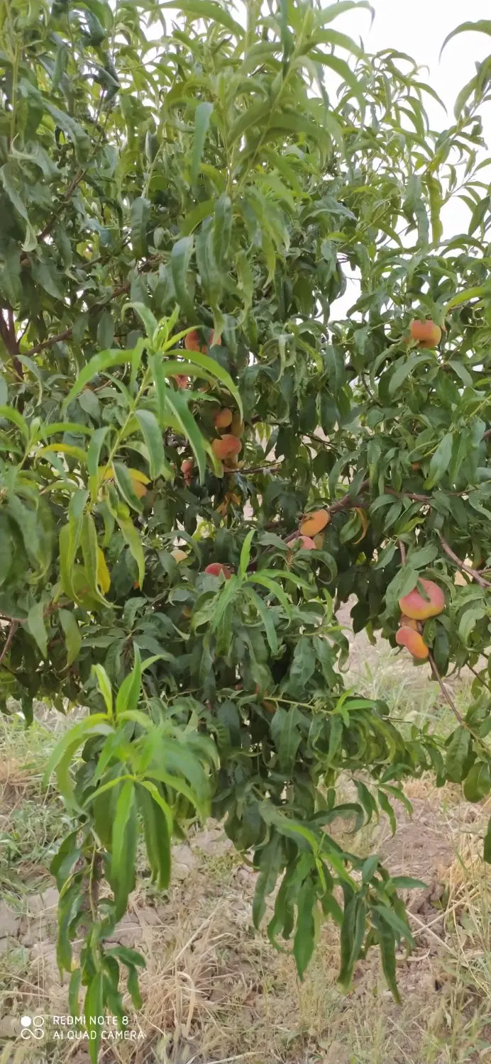 فروش باغ گردو.یه تیکه از بهشته