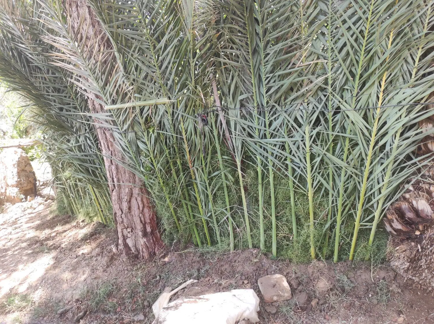 زمین مناسب خونه باغ