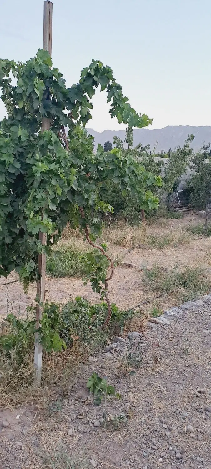 باغ کوهپایه