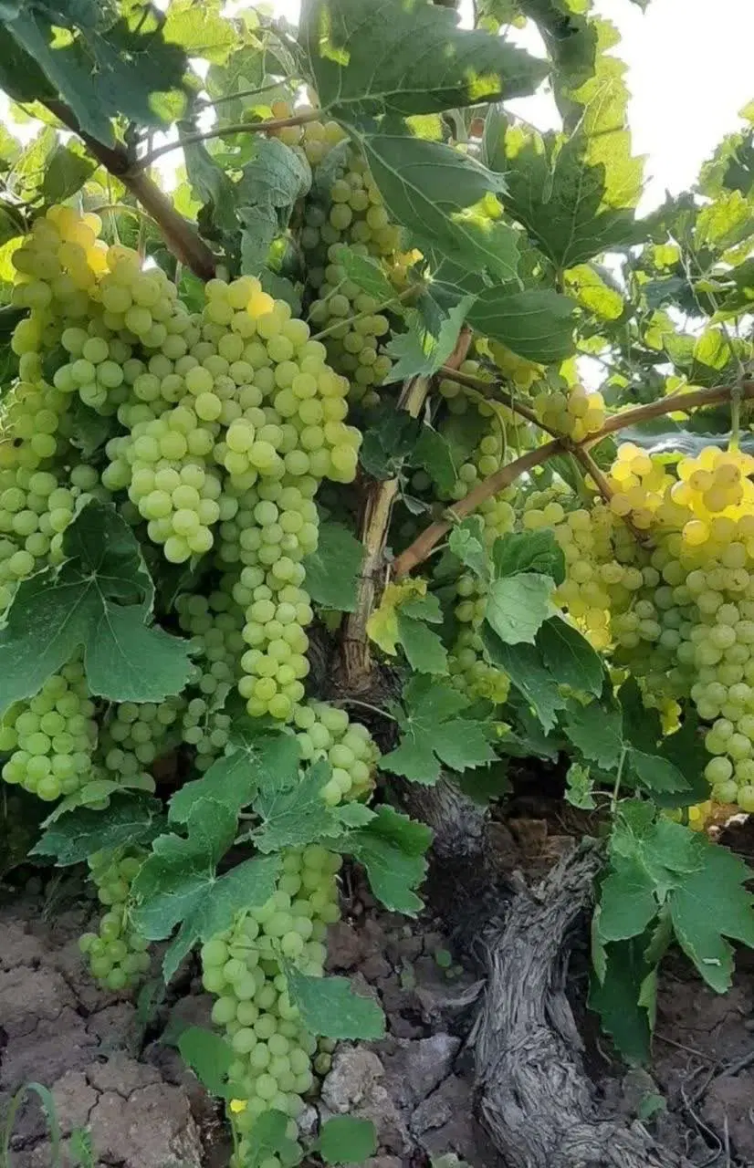 باغ انگور در یحیی آباد