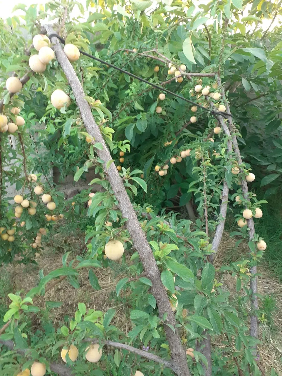 باغچه ۵۰۰ متری فشند