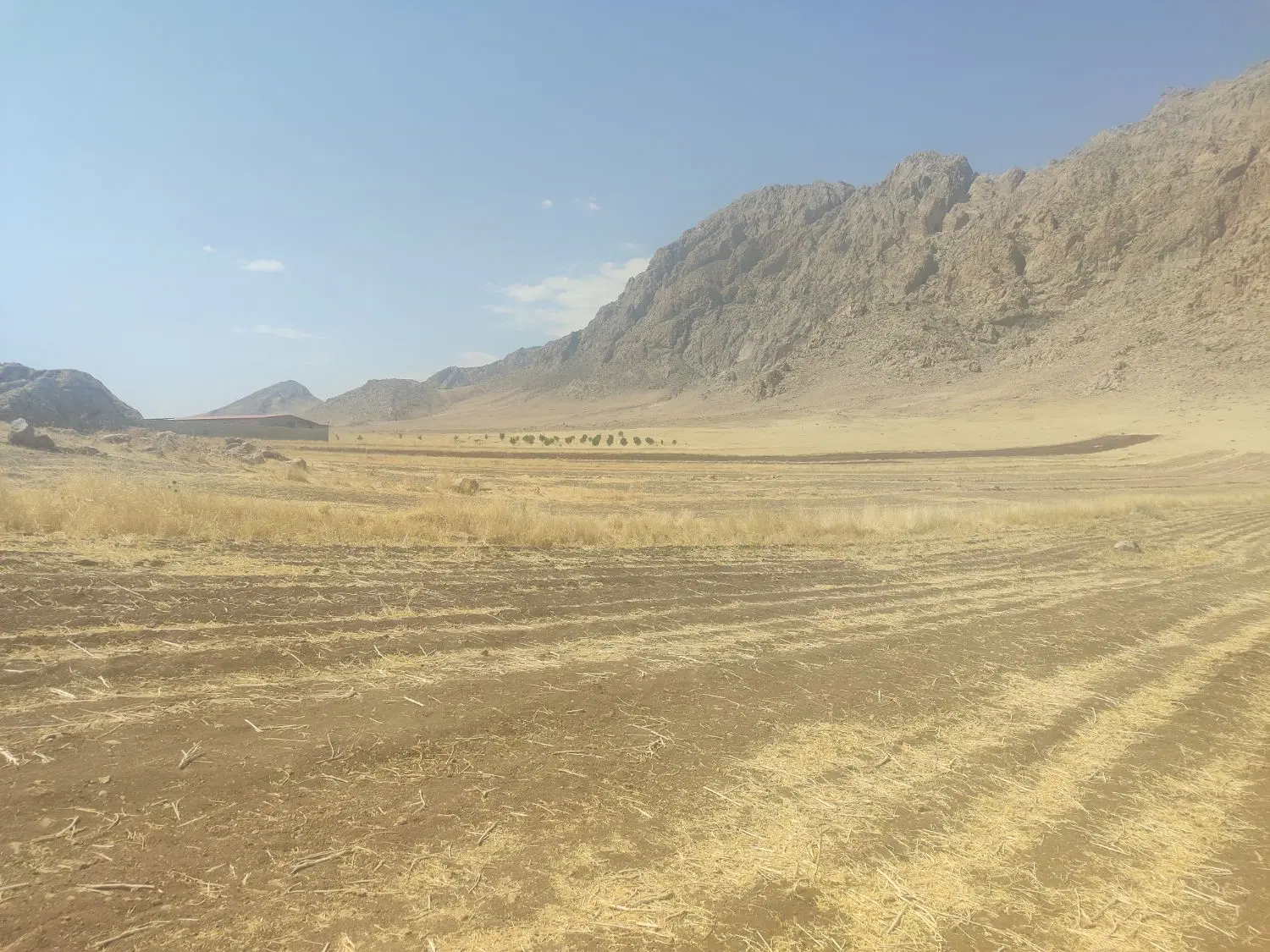 زمین دیمی