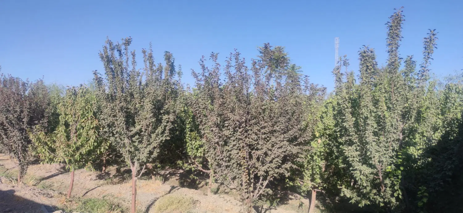 باغ 1000متری برکان