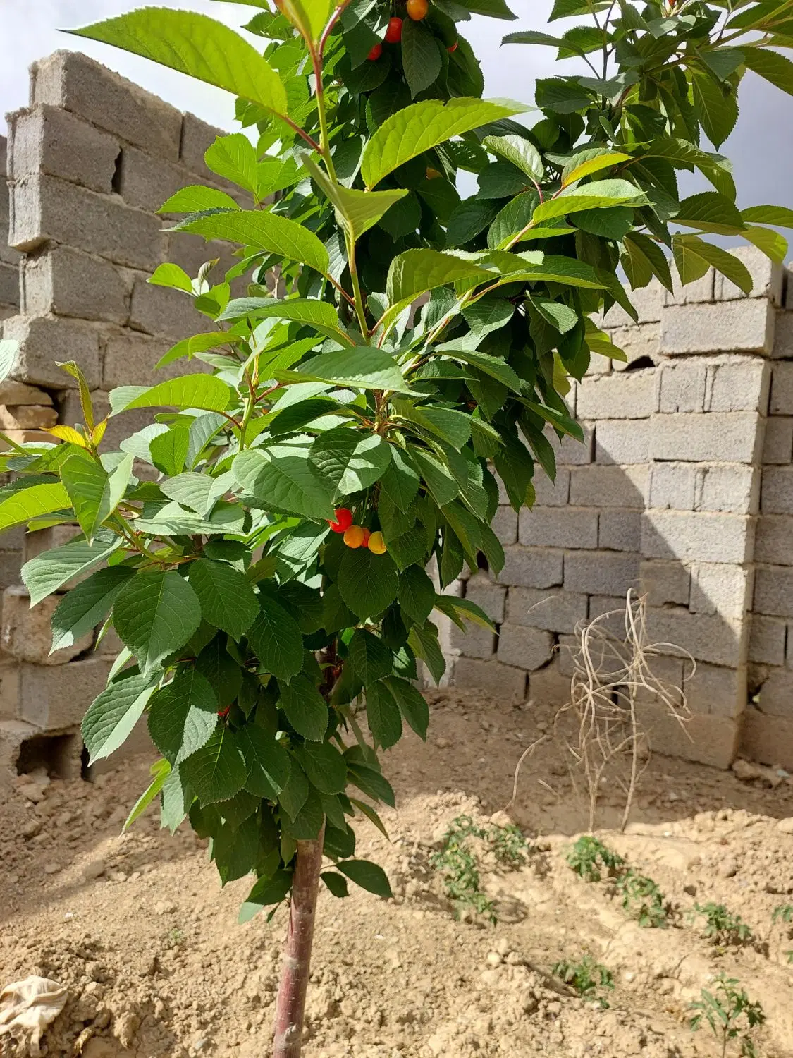 باغچه چهار‌باغ مهدی‌آباد ۲۱۴متر همسایه‌دار