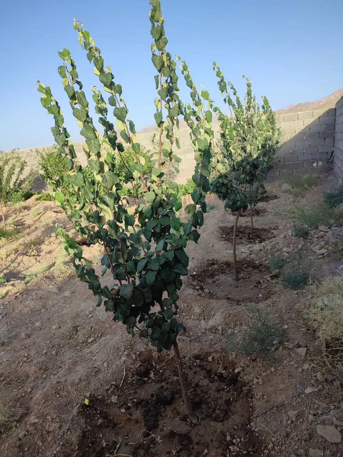 خانه باغ