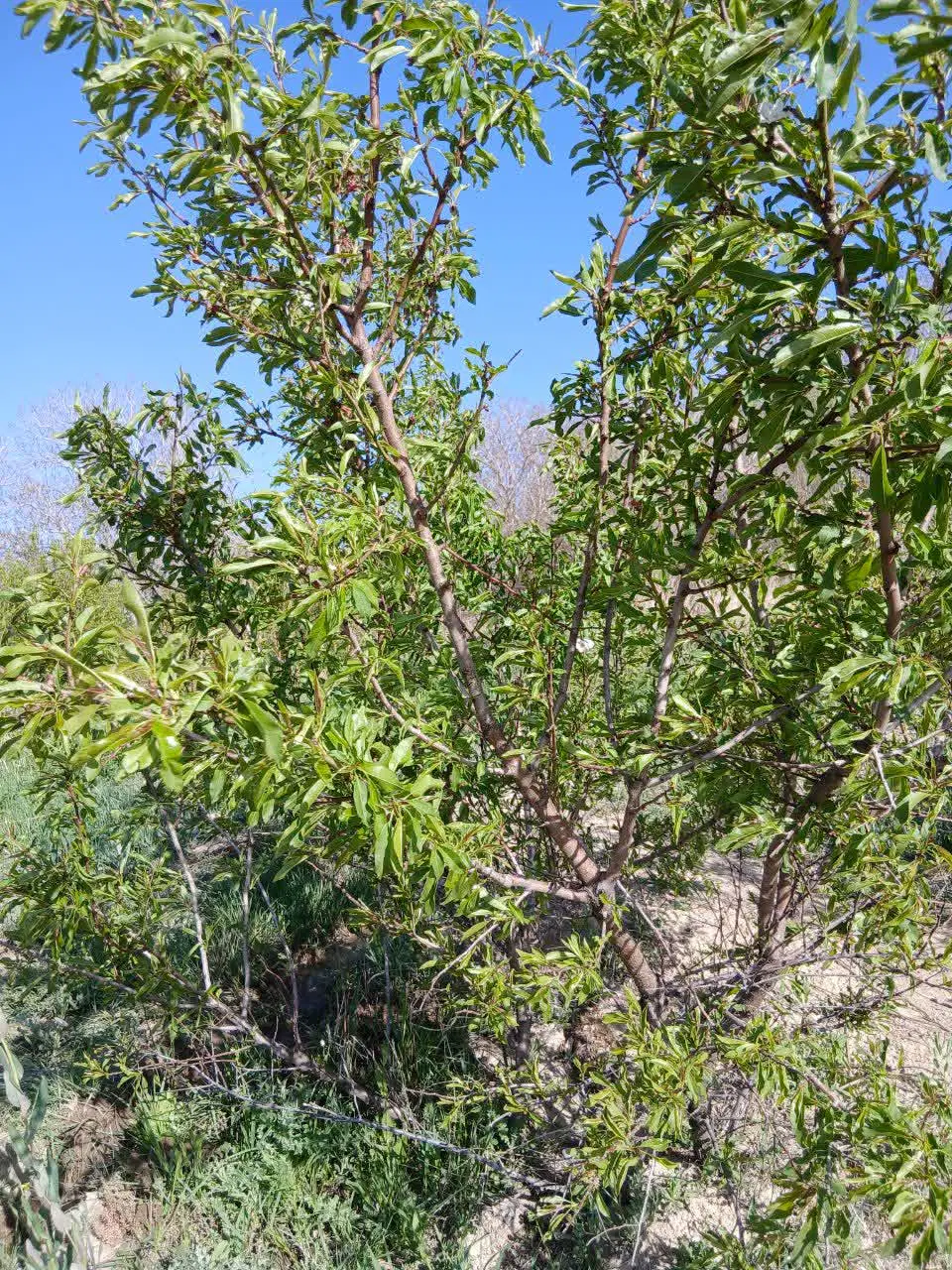 زمین باغی