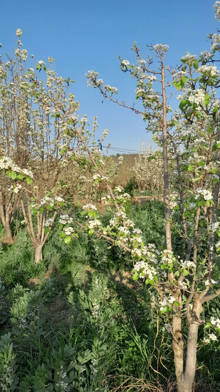 فروش باغ