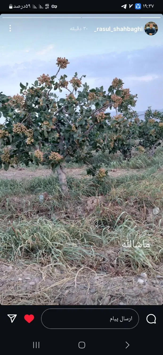 باغ و نو باغ