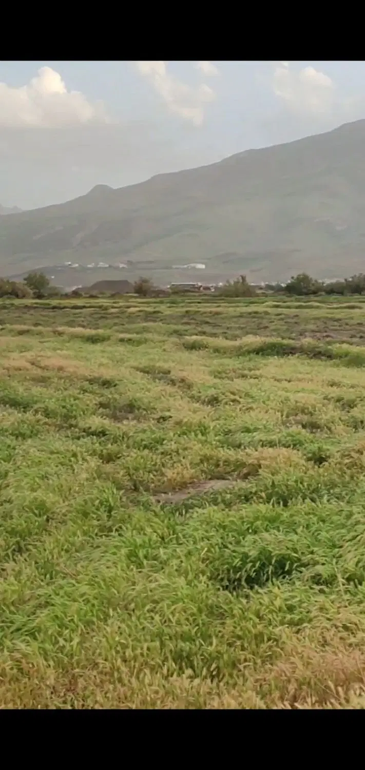 اجاره زمین برای کشت برنج