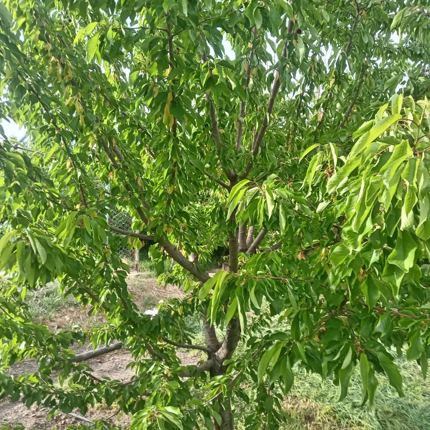 زمین فروشی