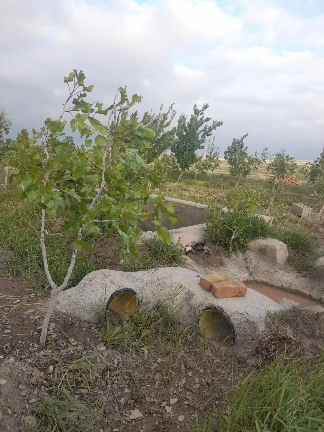 باغ پسته دربینالود