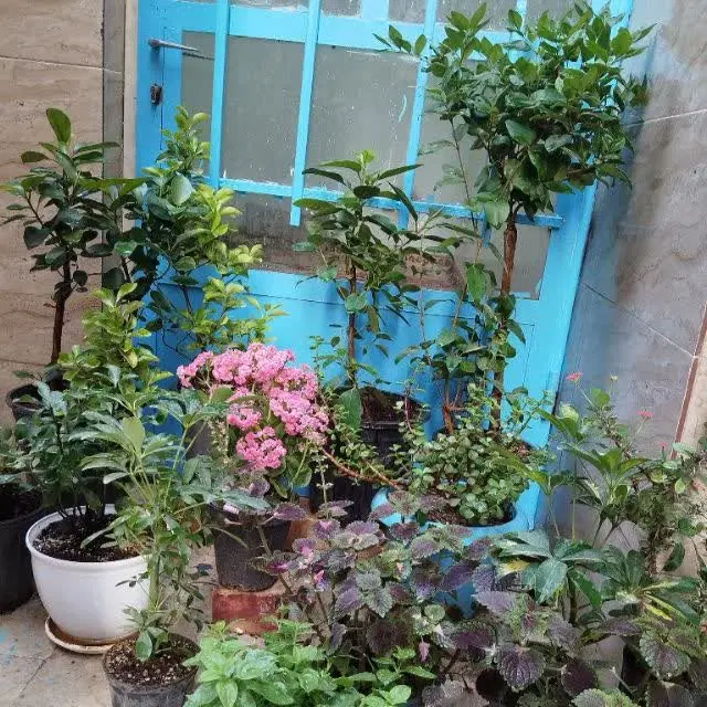 اجاره خانه دربست در سروستان پشت قواره