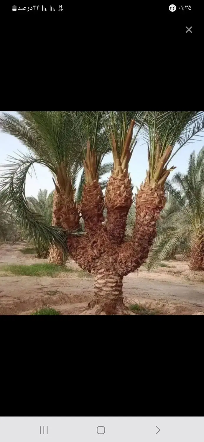 ۲۵۰مترزمین فروشی سیدالطاهردین