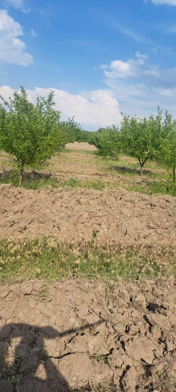 فروش باغ در روستای گزنگاه