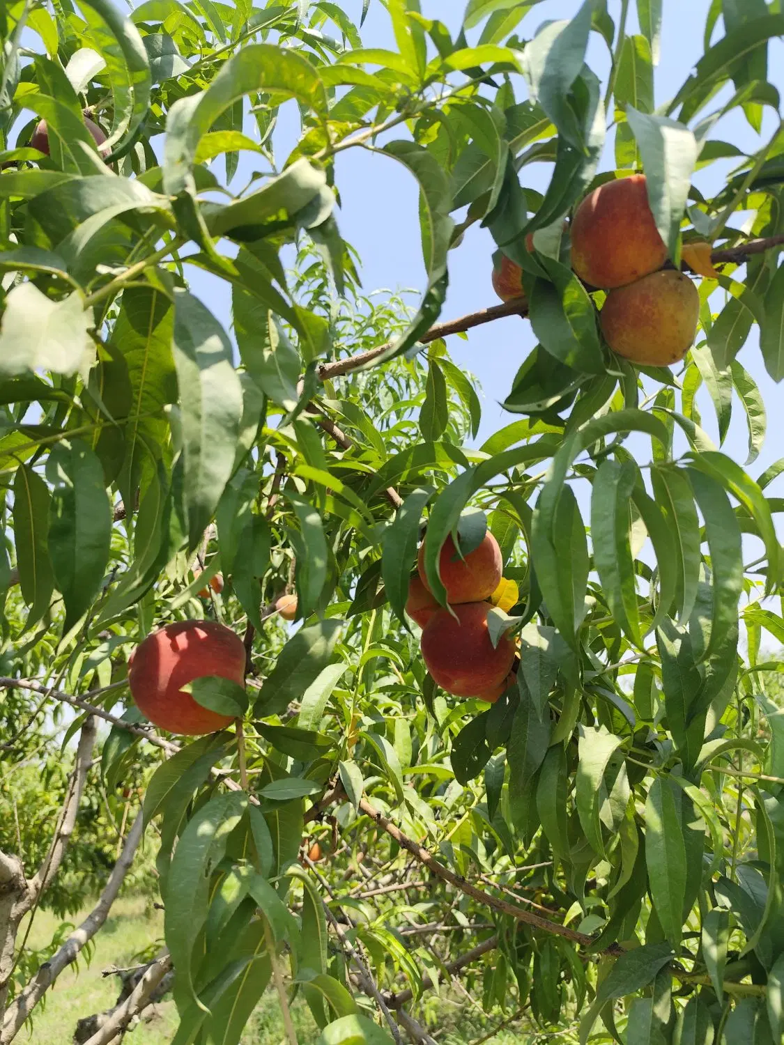 هلو رطاب