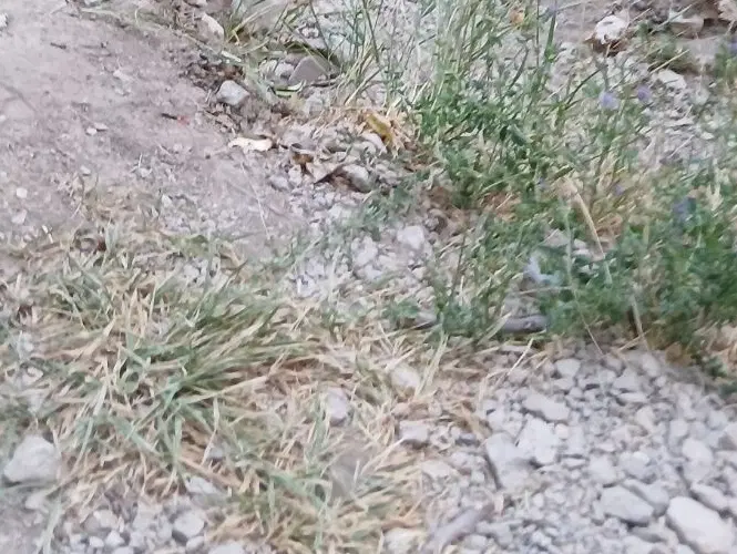 فروش ۲۰۰ متر زمین مسکونی در روستای کولفرح