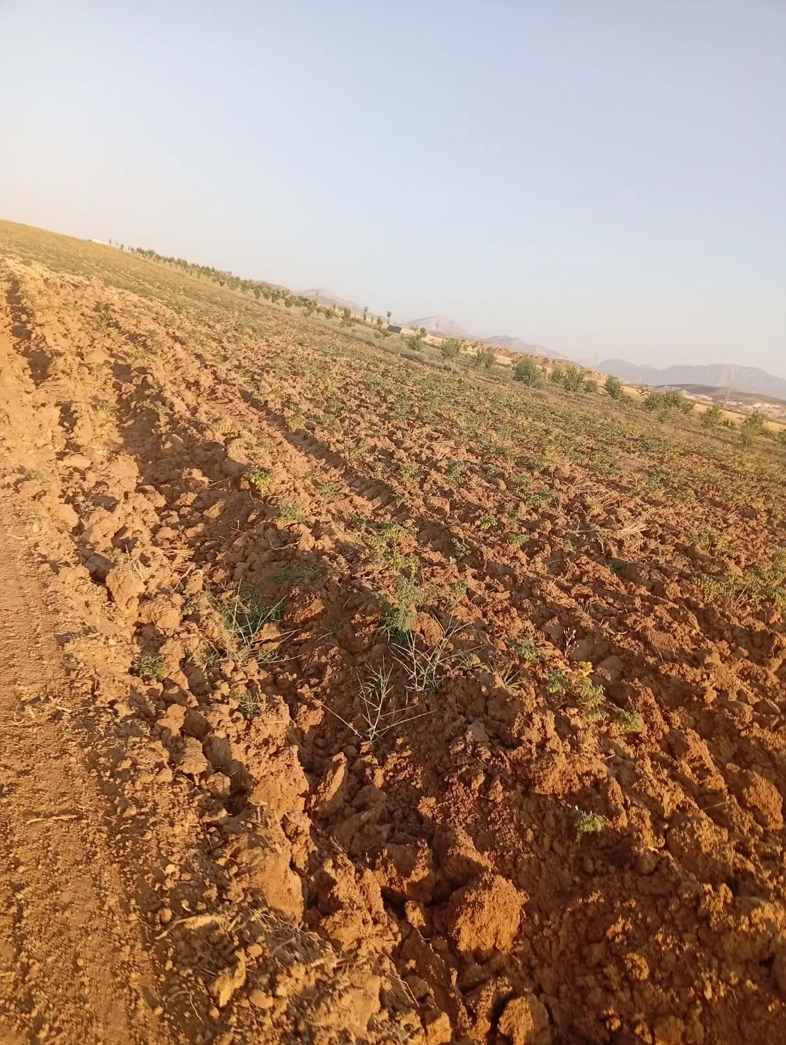 زمین باغی