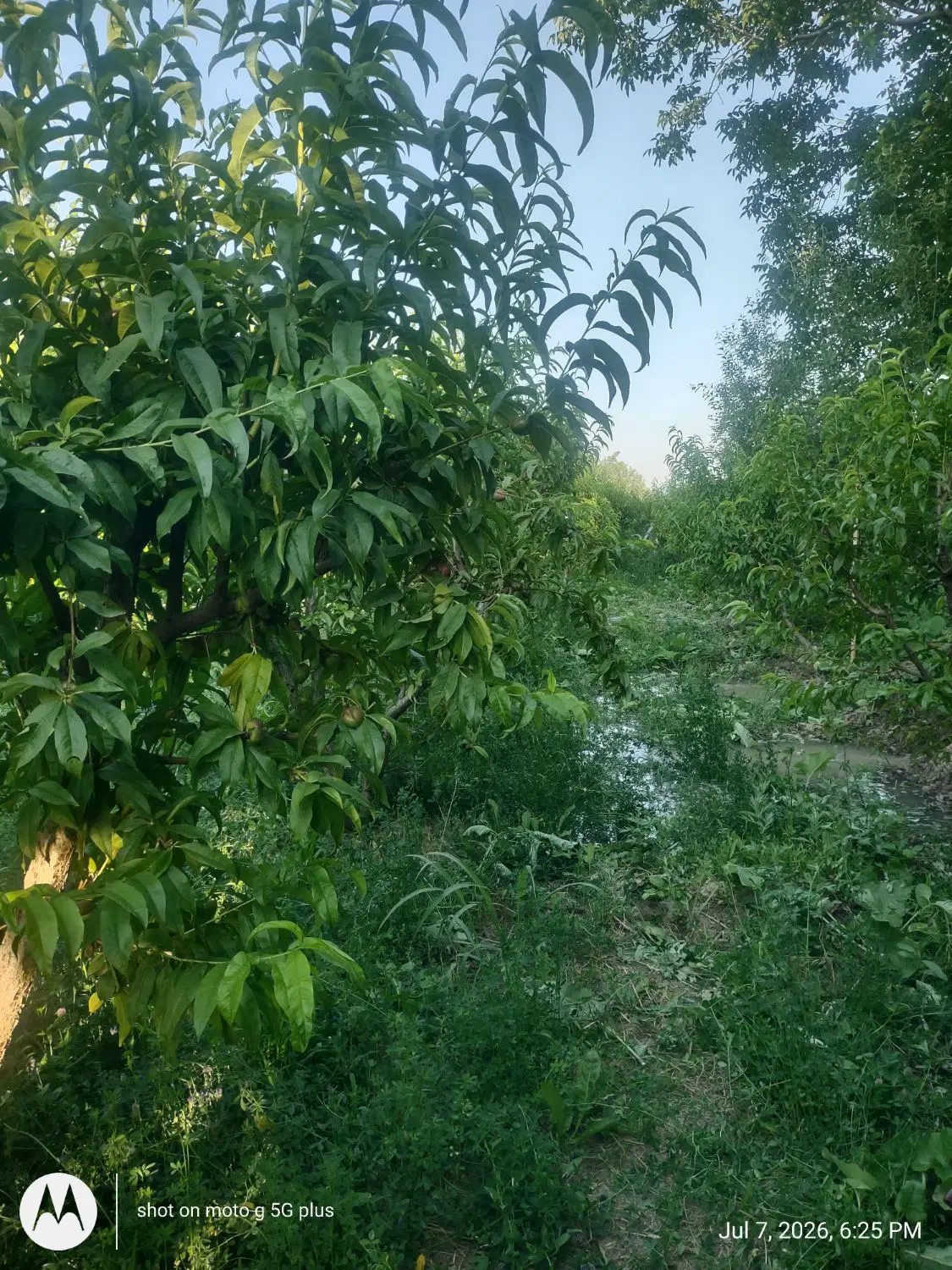فروش زمین باغی