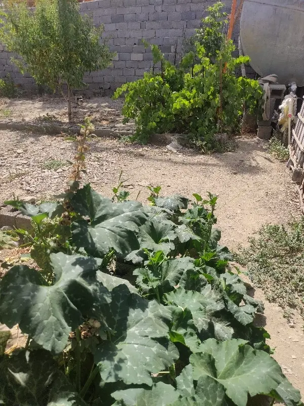 ویلایی ارغوان 1 متراژ زمین 140