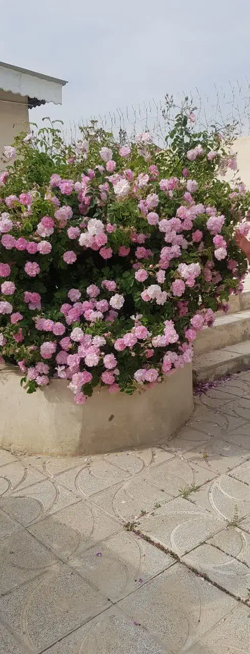 باغ ۱۰۰۰متری