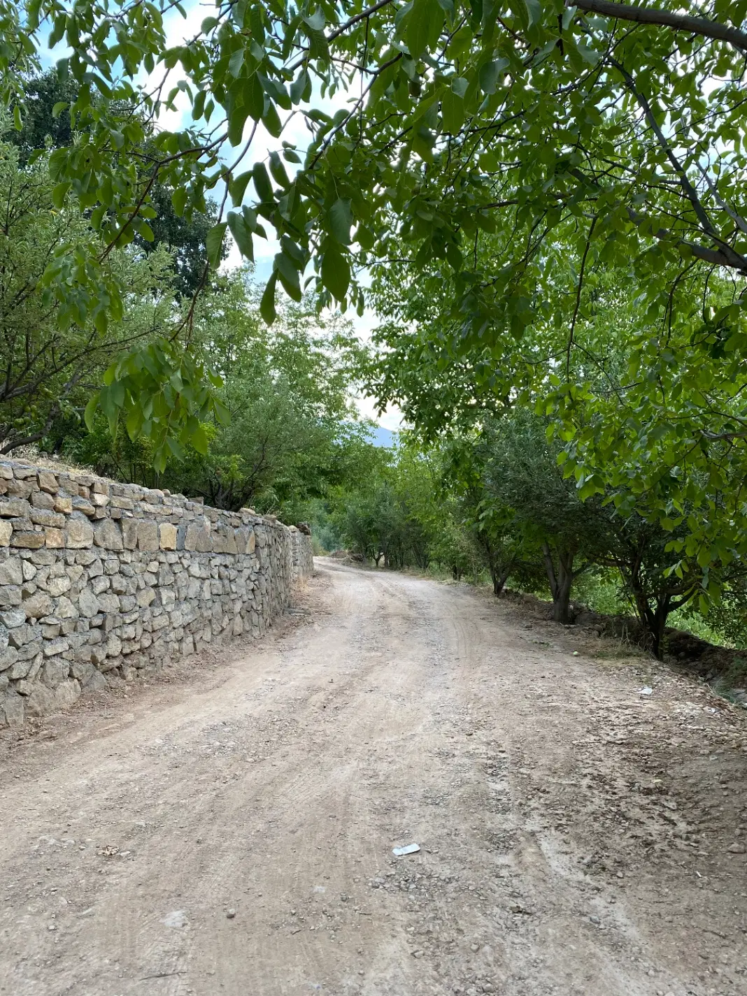 زمین باغی گورک سلیمانی