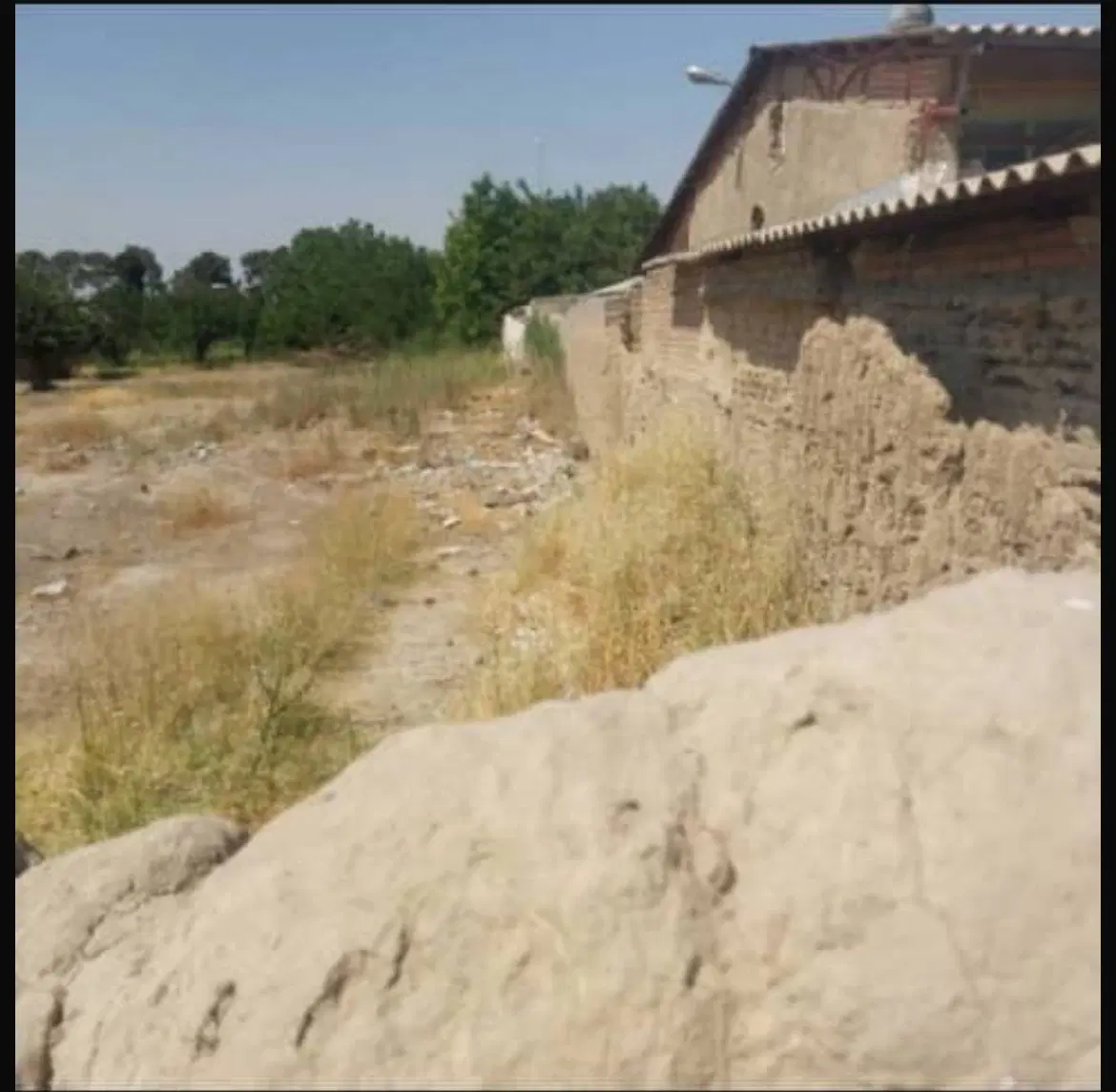 زمین تک‌برگ‌سند‌
