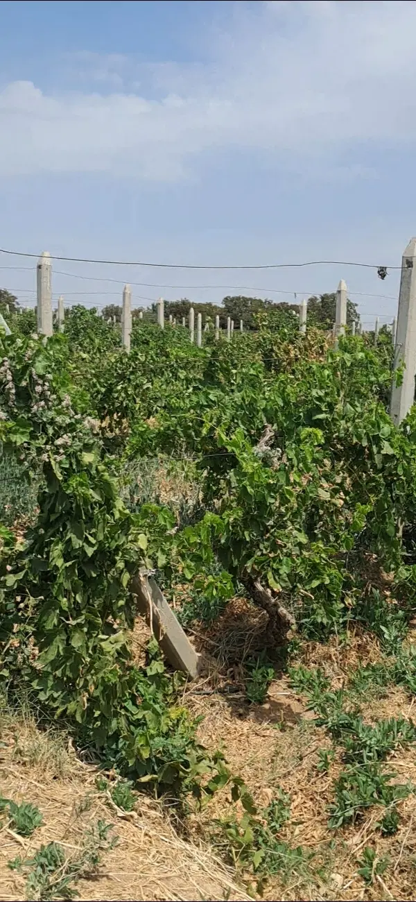 باغچه انگور ویلایی