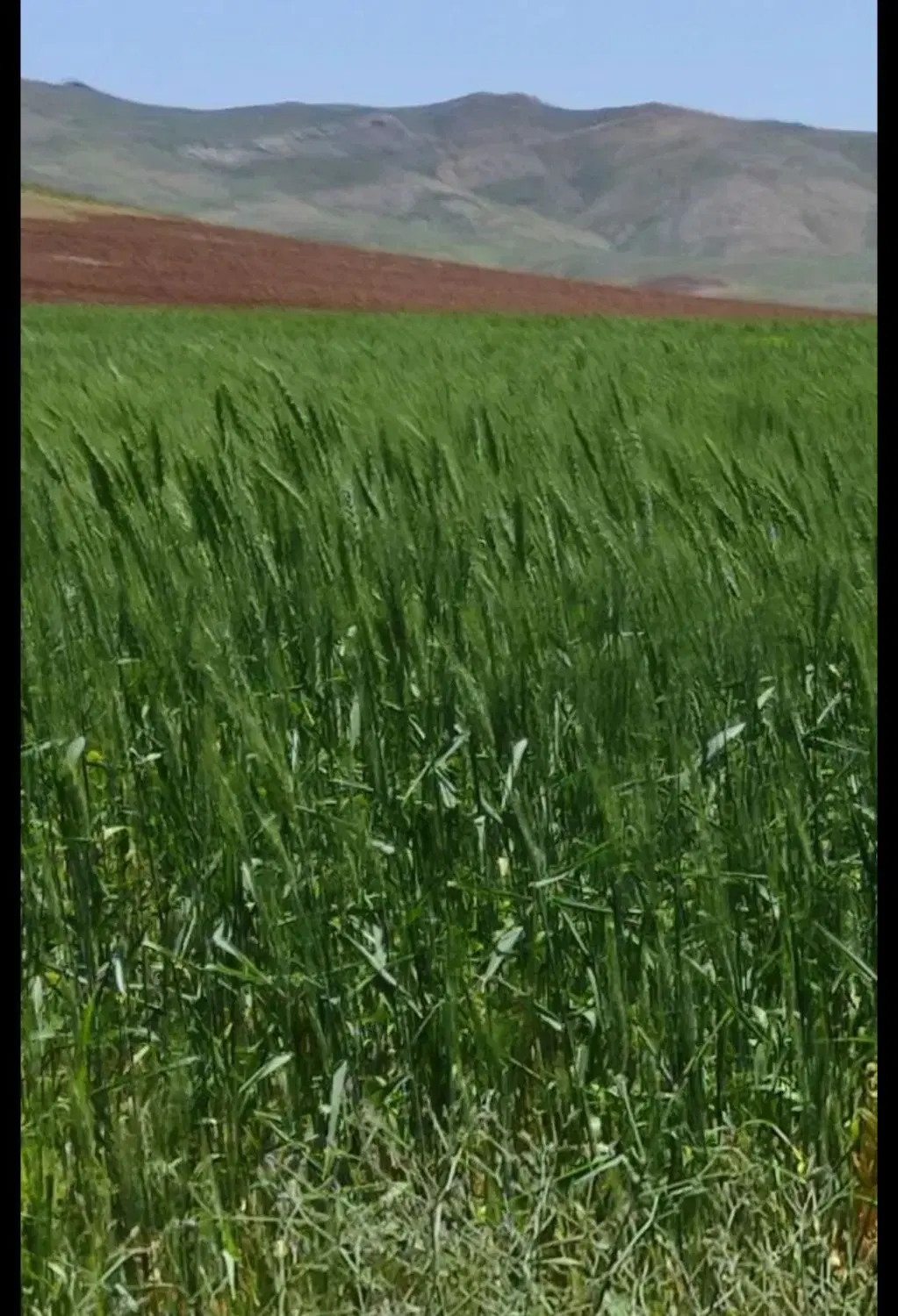زمین  کشاورزی  دیم
