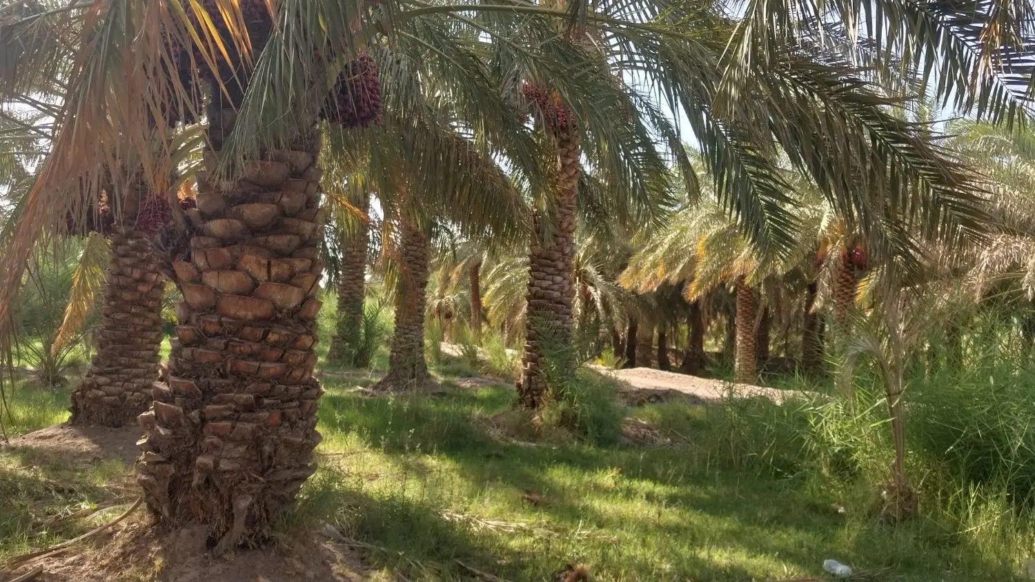 باغ