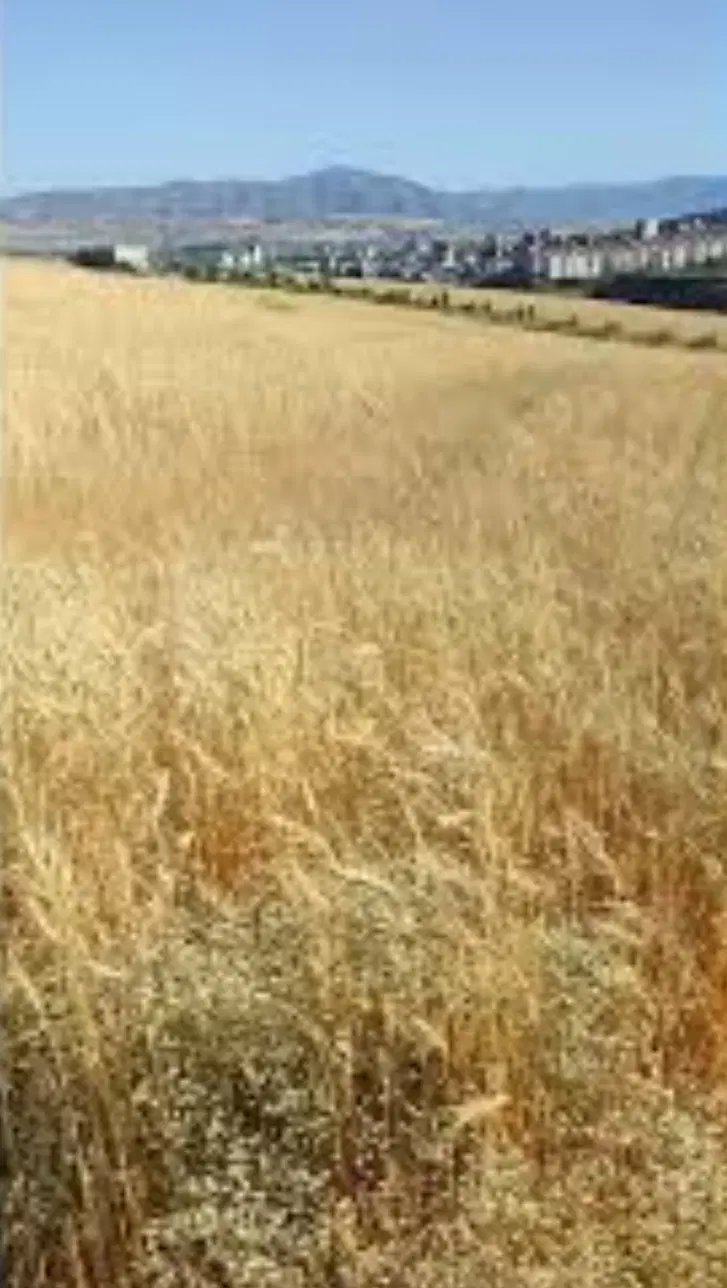 زمین بالای کمربندی