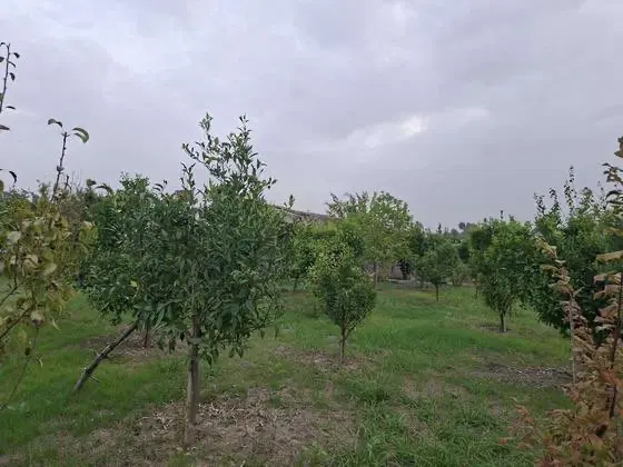 زمین‌باغی کریم‌اباد
