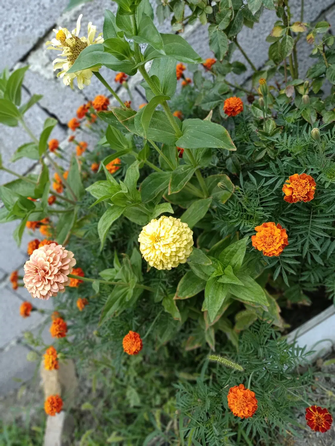 باغچه