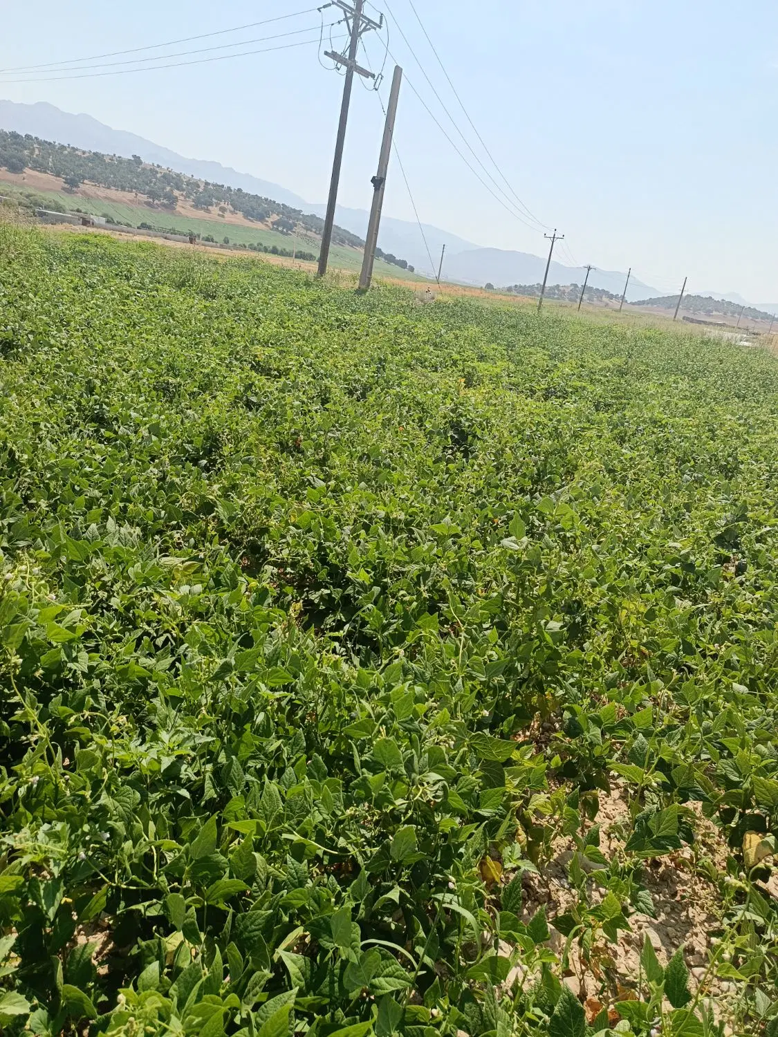 زمین فروشی